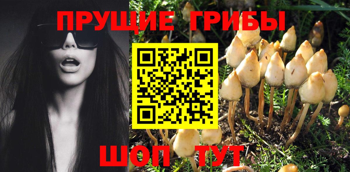Галлюциногенные грибы Psilocybe  Вход с VPN  Псилоцибиновые грибы GOLDEN TEACHER  Чайковский 
